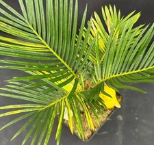 Sale Rare Cacti Cycas revoluta