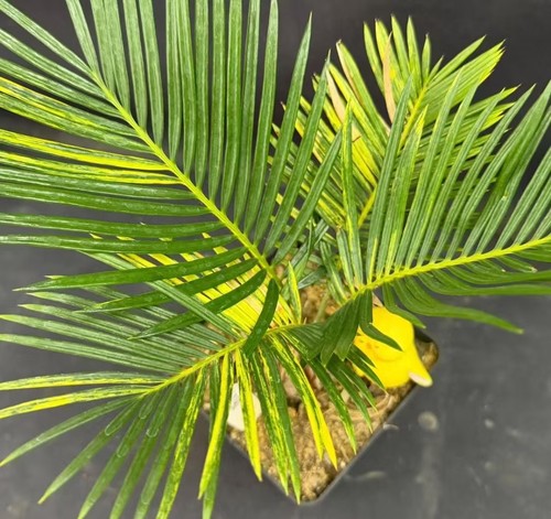 Sale rare cacti cycas - sale, revoluta