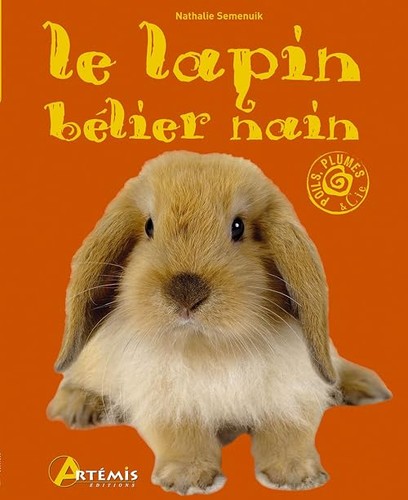 Lapin bélier nain - nain,