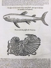 Requin Lamie 1614 Nautilus