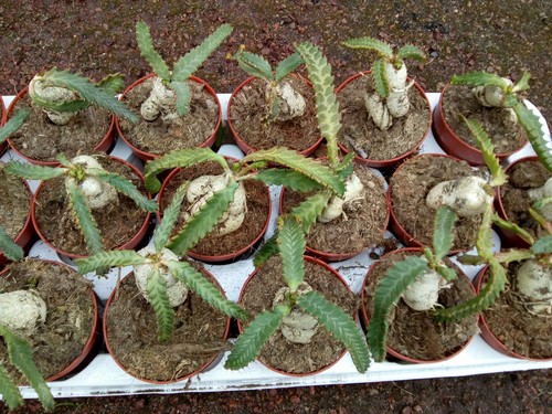 Euphorbia stellata - euphorbia,