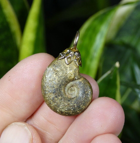 Jolie ammonite pyrite - ammonite, en