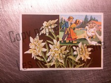 EDELWEISS FLEURS DES ALPES