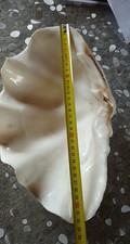 Bénitier Géant 32 cm