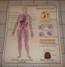 Affiche Scolaire vintage An 50's Rossignol école --> N° 5-6 la circulation du sa