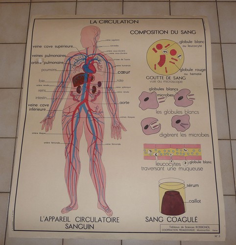 Affiche scolaire vintage - affiche, an