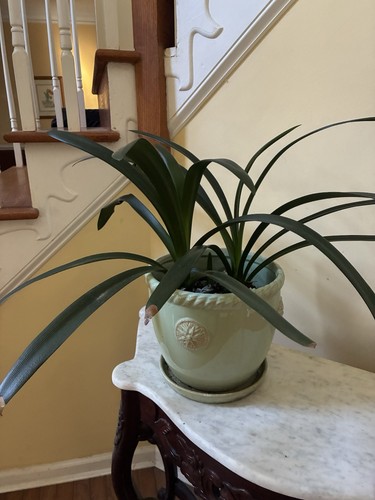 Clivia