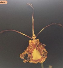 Orchid live Psychopsis