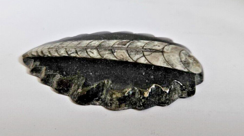 Pendentif fossile orthoceras - fossile,