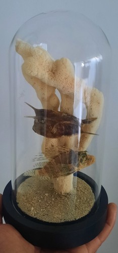 Curiosité taxidermie vie - curiosité,