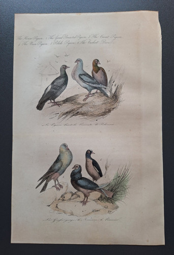 Gravure oiseau rehaussé - oiseau,