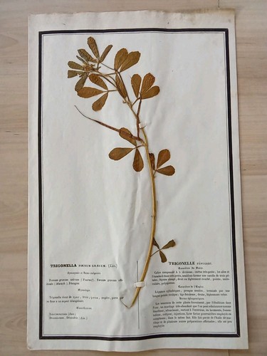 Ancien herbier botanique - ancien,