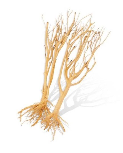 Racine aquavie mini tree - mini,