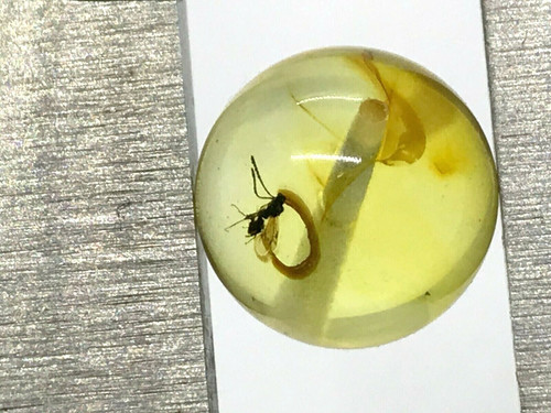 Ambre avec insecte perle - ambre,
