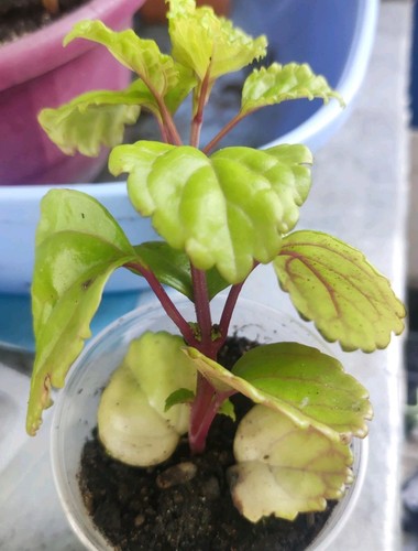 Plectranthus verticillatus - plectranthus,