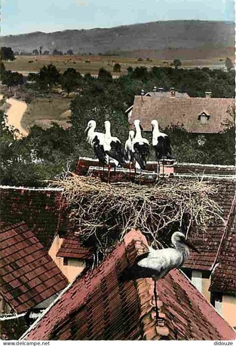 Carte postale animaux - carte,