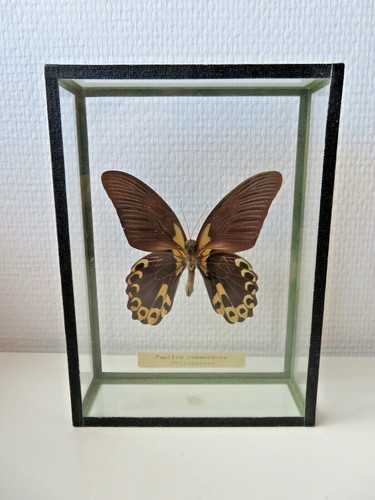 Papillon entomologie sous