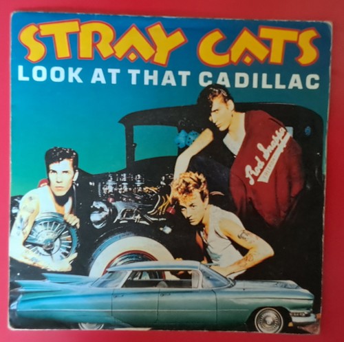 Stray cats look - cats, at