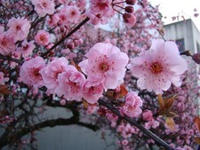 Japanese Flowering Apricot