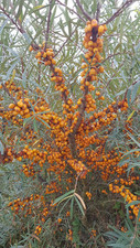 Hippophae rhamnoides 'Leikora'