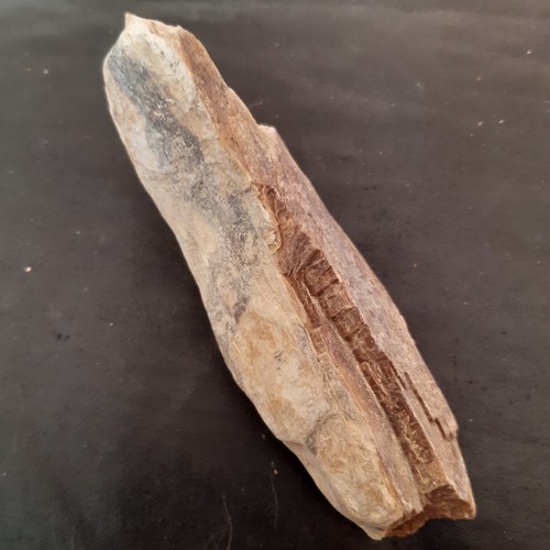 Bois fossilisé france cm - france,