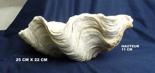 Tridacne benitier fossile - tridacne,