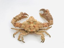 Crabe naturalisé 18cm -