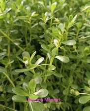 PLANTE AQUARIUM ( Lot de 100 ) Bacopas Monieri - Aquariophilie Poissons