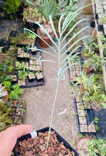 Cycas couttsiana pot 8 cm - cycas,