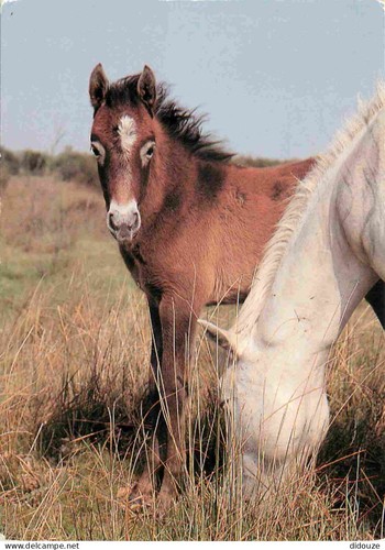 Carte postale animaux - carte,