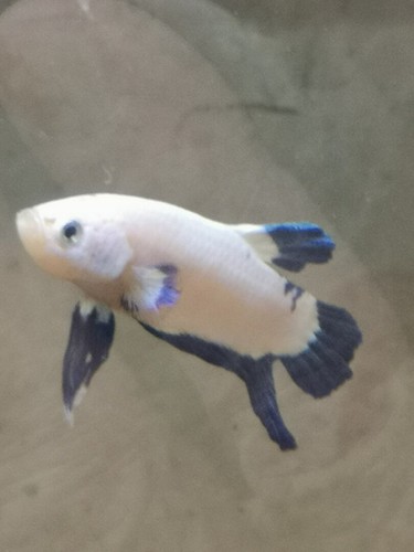 Combattant betta splendens - ,