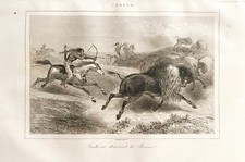 GRAVURE  CANADA   1840  " INDIENS CHASSANT LE BISON  "