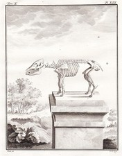 Squelette Pig Cochon Pécari Pekaris Gravure sur Cuivre Engraving Buffon 1780
