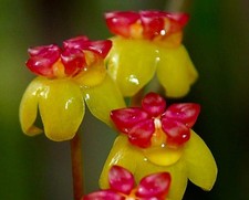 Hoya soligamiana - Plante de cire | Fleur de porcelaine