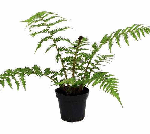 Australian tree fern cyathea - tree,
