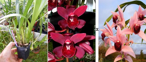 Cymbidium rubby brook devon - x,