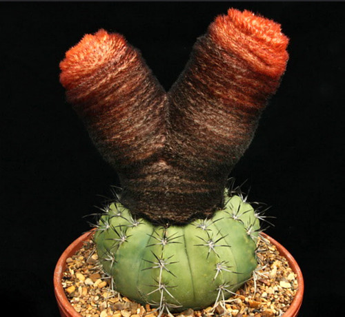 Melocactus bahiensis seeds - melocactus,