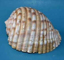 SEA SHELL - COQUILLAGES -TONNIDAE - TONNA LUTEOSTOMA - 102.20mm