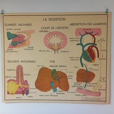 Affiche pédagogique, scolaire - Tableau des sciences ROSSIGNOL - Années 50 - 60