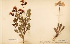 HERBIER | Flora Alpina | vers 1860 | Alpes | Annotations manuscrites