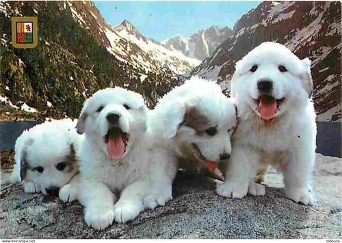Carte postale animaux - postale,