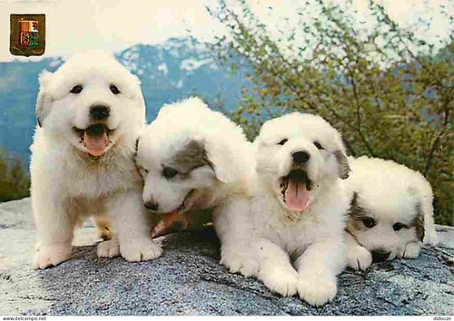 Carte postale animaux - carte,