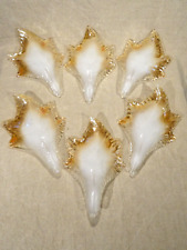 Lot de 6 grandes feuille en