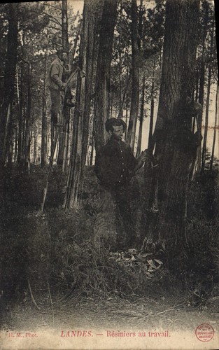 Landes résiniers au - —,