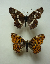 ENTOMOLOGIE- PAPILLONS  PAIRE montés  de  Araschnia levana   Ariège Pyrénées FR