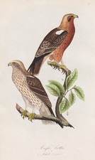 Aigle Botte Eagles Adler Oiseau Oiseaux Ornithologie Lithographie Dubois 1868