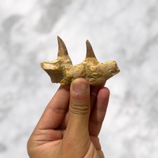 Mâchoire fossile de Mosasaure