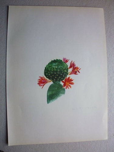 Botanique gravure couleur - botanique:gravure,