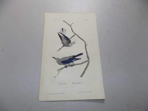 1840 audubon bird first - audubon,