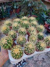 Cactus Echinocactus Grusonii